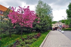 Парк на территории больницы Вишневского