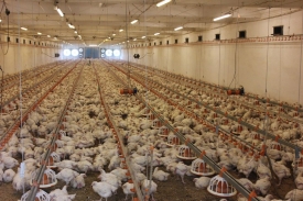 ГП «Шахтерская птицефабрика» расширяет торговую сеть и производство.