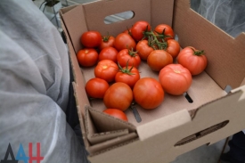 В торговые сети ДНР впервые поступили томаты, выращенные в тепличном хозяйстве Зугрэса.