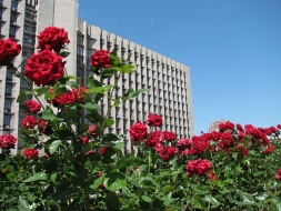 Количество высаженных в Донецке роз возрастет до двух миллионов.